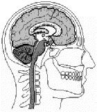 The Brain